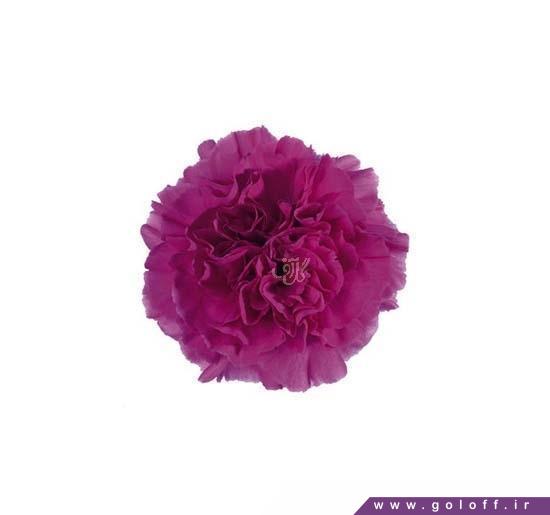 خرید و فروش گل - گل میخک ایونینگ - Carnation | گل آف